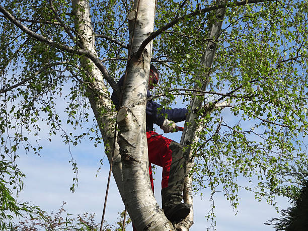 How Our Tree Care Process Works  in  Charlotte, MI